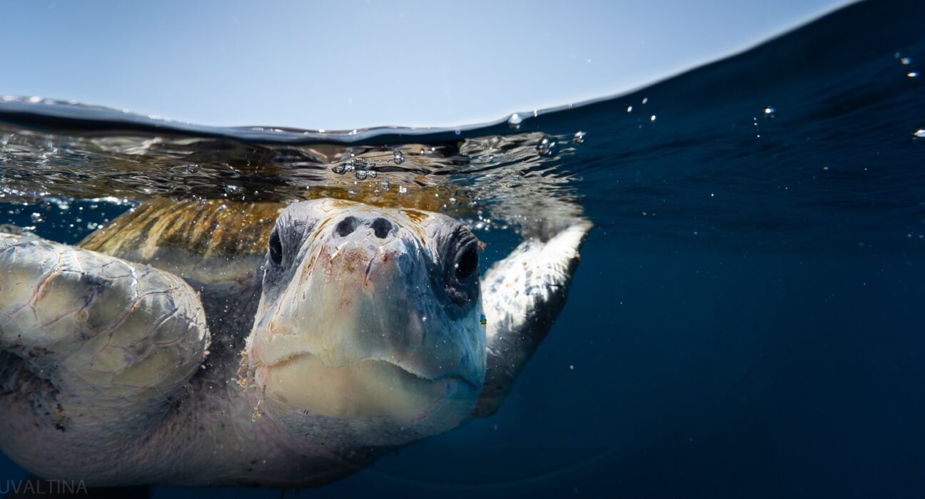 under-te-sea-diving-in-the-sea-of-cortez