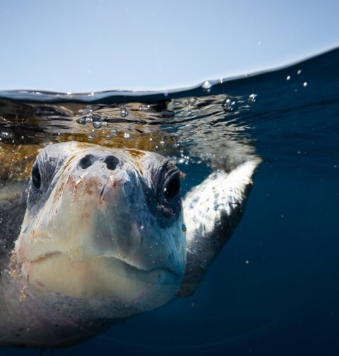 under-te-sea-diving-in-the-sea-of-cortez