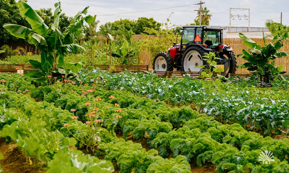 Destino-Los-Cabos-magazine_blog_A Slow Food Exploration of Todos Santos – With Chef Aurelien Legay 01
