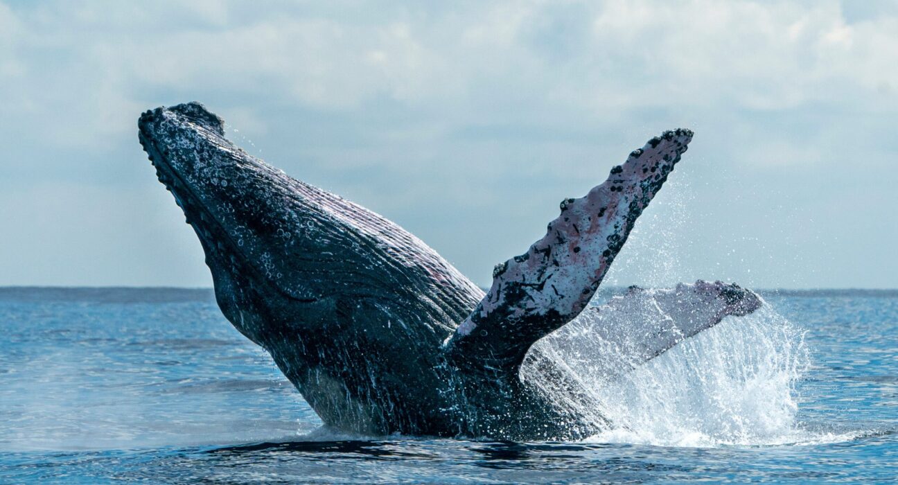 the-whales-are-here-whale-watching-season