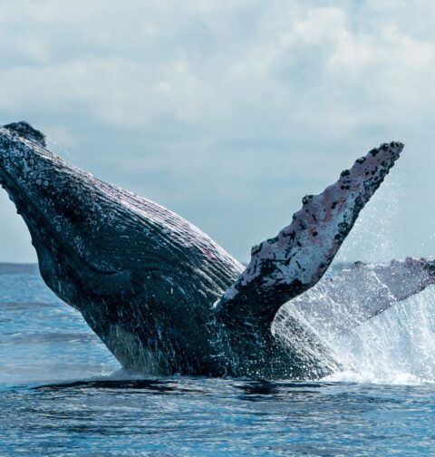 the-whales-are-here-whale-watching-season