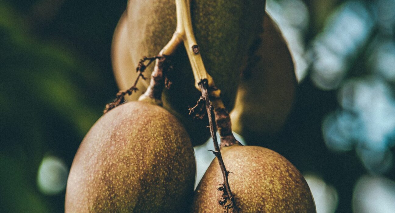 mango-season