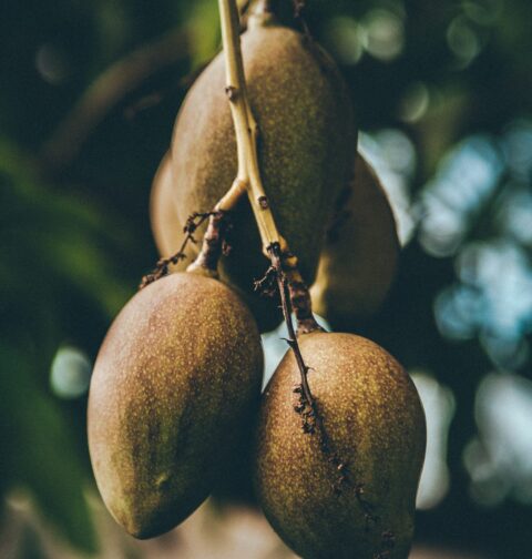 mango-season