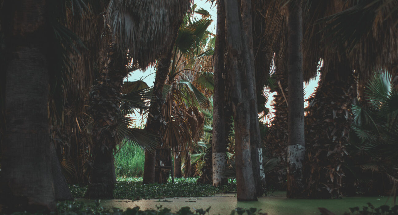 san-jose-del-cabo-estuary