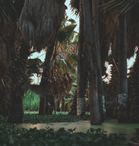 san-jose-del-cabo-estuary