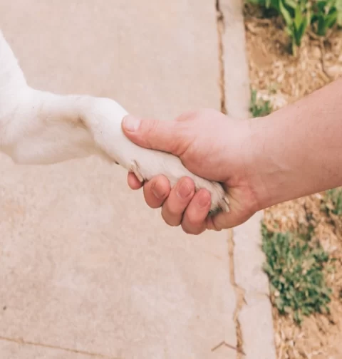 Destino-Los-Cabos-magazine_blog_Is Los Cabos Pet Friendly_01