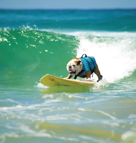 Destino-Los-Cabos-magazine_blog_A Complete Guide to Traveling to Cabo with Your Pet 01
