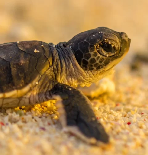 Destino-Los-Cabos-magazine_blog_From Sand to Sea Turtle Releasing in Los Cabos 01