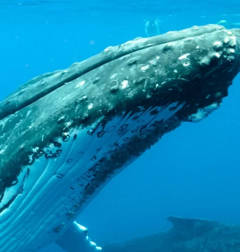 Destino-Los-Cabos-magazine_blog_Guide to Whale Season in Los Cabos 01