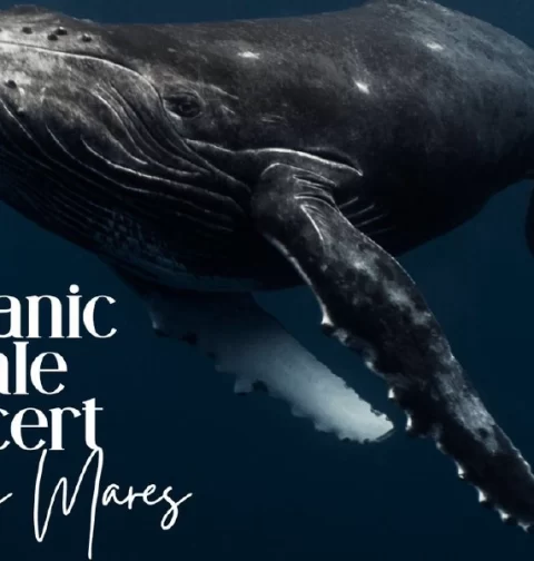 Destino-Los-Cabos-magazine_blog_Dos Mares Oceanic Whale Concert