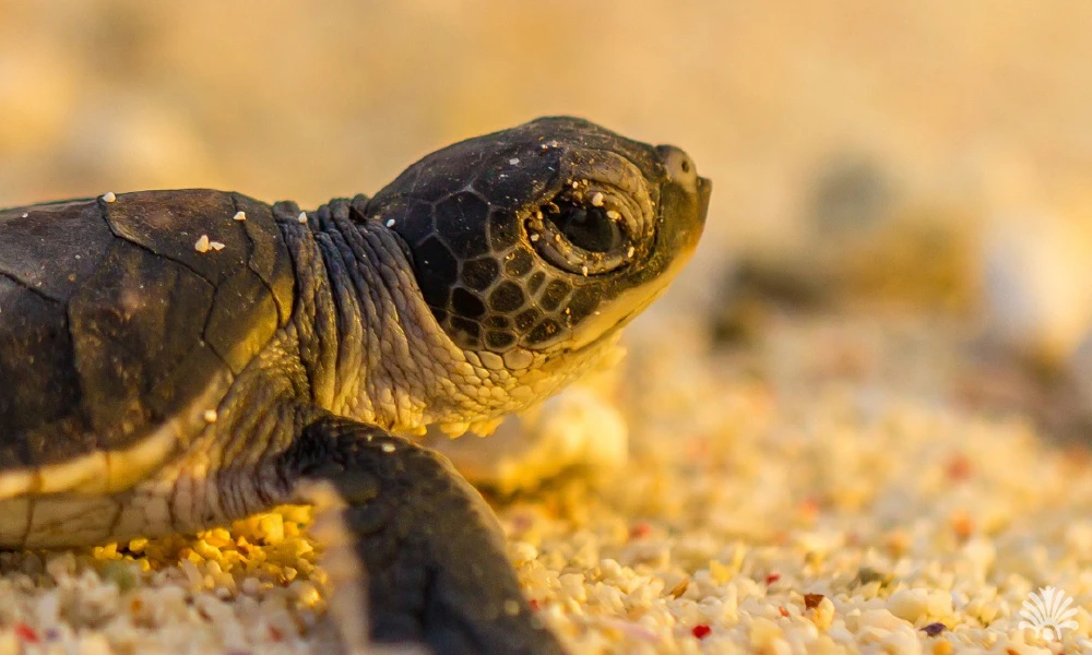 Destino-Los-Cabos-magazine_blog_Family Fun in Los Cabos_ Activities for All Ages By Fiona Barfoot 02