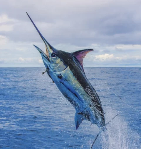 Destino-Los-Cabos-magazine_blog_Get Ready for Summer Fishing in Cabo 01