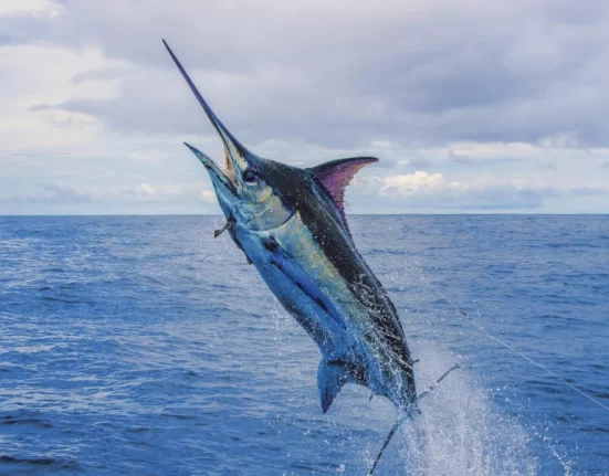 Destino-Los-Cabos-magazine_blog_Get Ready for Summer Fishing in Cabo 01