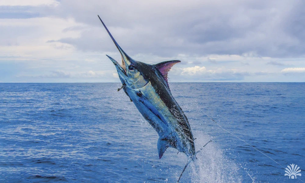 Destino-Los-Cabos-magazine_blog_Get Ready for Summer Fishing in Cabo 01