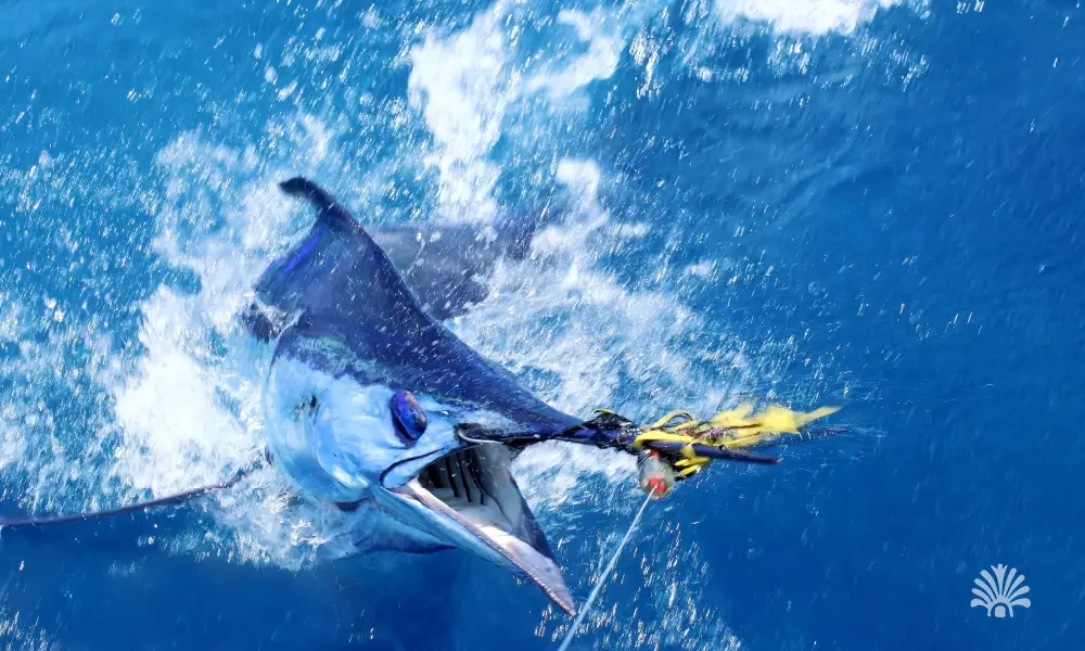 Destino-Los-Cabos-magazine_blog_Sport Fishing in Loreto_ Everything You Destino-Los-Cabos-magazine_blog_Sport Fishing in Loreto_ Everything You Need to Know 02Need to Know 02