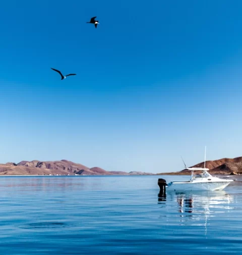 Destino-Los-Cabos-magazine_blog_Sport Fishing in Loreto_ Everything You Need to Know 04