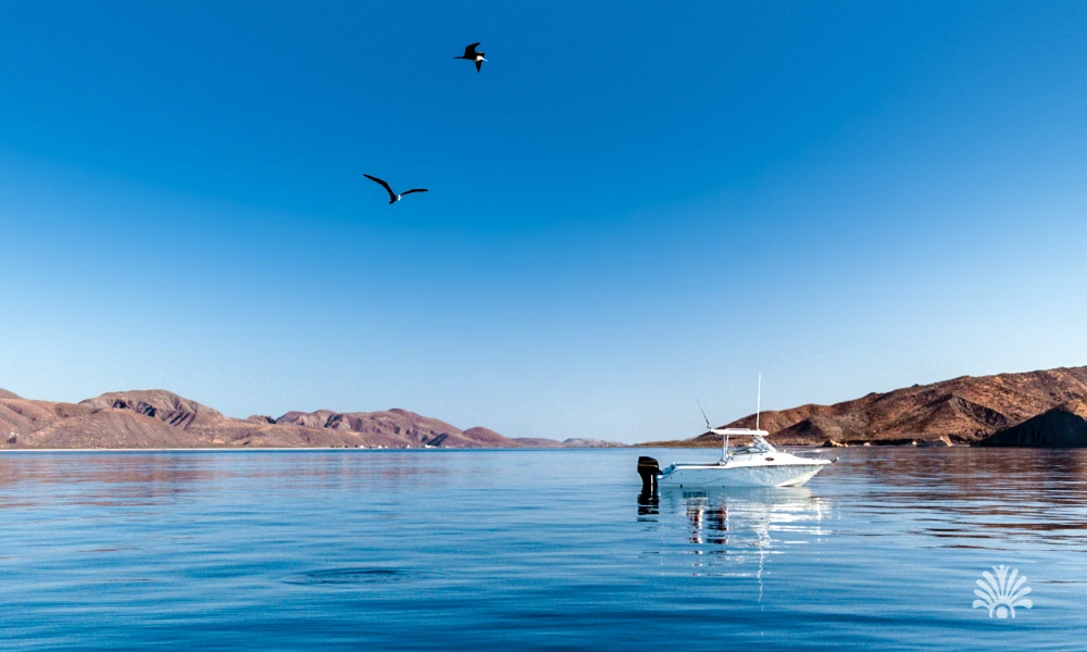 Destino-Los-Cabos-magazine_blog_Sport Fishing in Loreto_ Everything You Need to Know 04