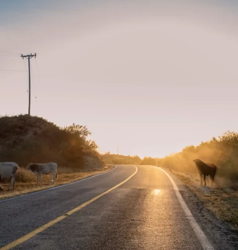 Destino-Los-Cabos-magazine_blog_Beyond Cabo_The Best Day Trips to La Paz, Todos Santos, and the East Cape 01