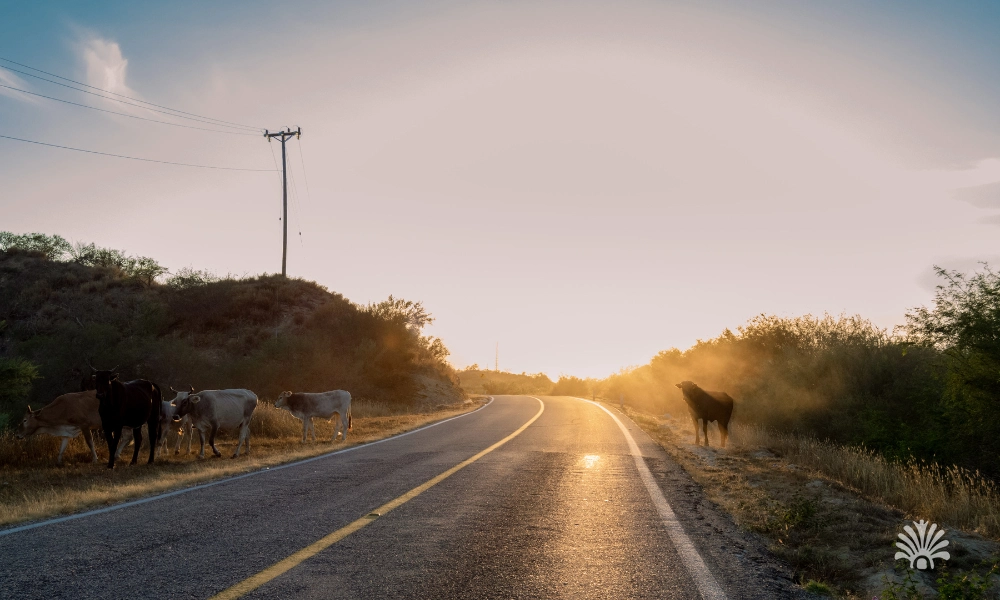 Destino-Los-Cabos-magazine_blog_Beyond Cabo_The Best Day Trips to La Paz, Todos Santos, and the East Cape 01