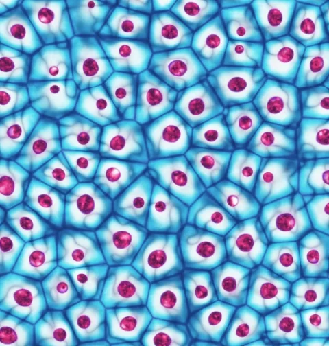 Destino-Los-Cabos-magazine_blog_Regenerative Medicine in Baja California Sur_ Leading Clinics and What's Next 08