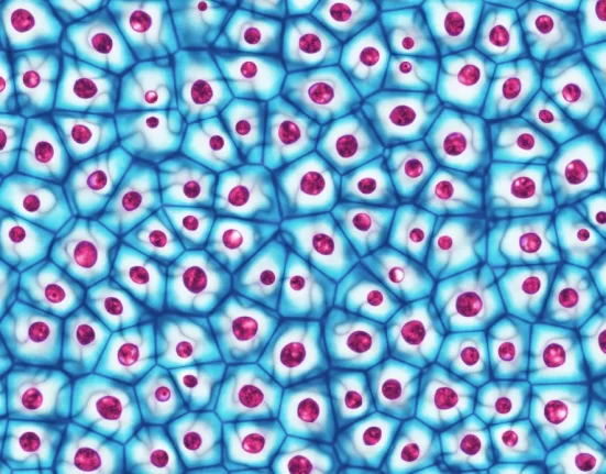 Destino-Los-Cabos-magazine_blog_Regenerative Medicine in Baja California Sur_ Leading Clinics and What's Next 08