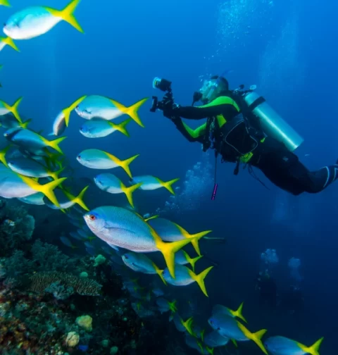 Destino-Los-Cabos-magazine_blog_Scuba Diving in Loreto_ Exploring the Depths of the Sea of Cortez 01