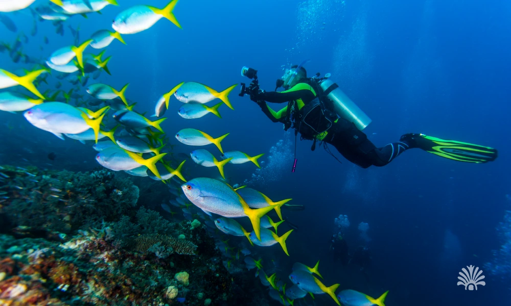 Destino-Los-Cabos-magazine_blog_Scuba Diving in Loreto_ Exploring the Depths of the Sea of Cortez 01
