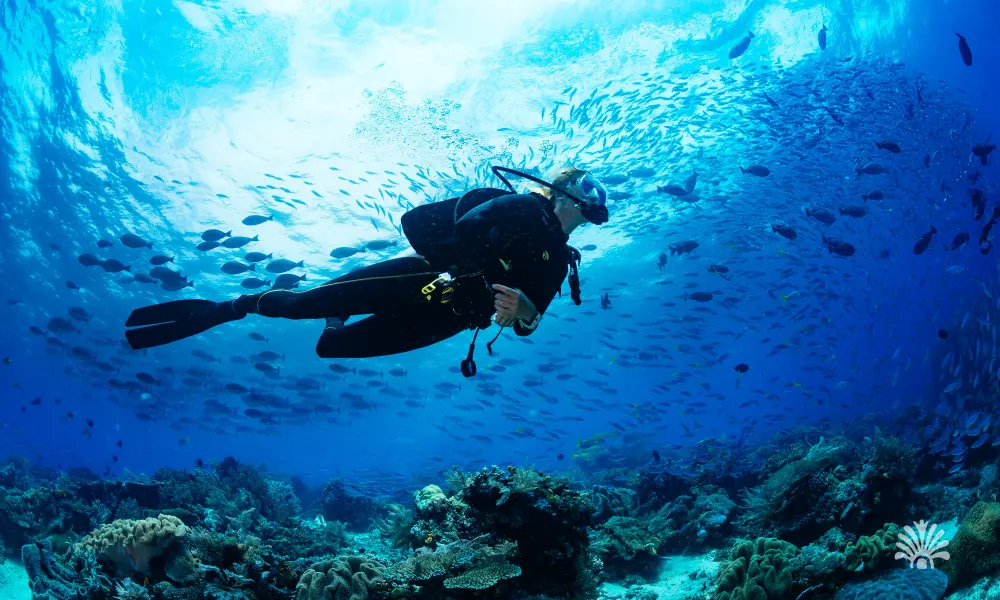 Destino-Los-Cabos-magazine_blog_Scuba Diving in Loreto_ Exploring the Depths of the Sea of Cortez 03