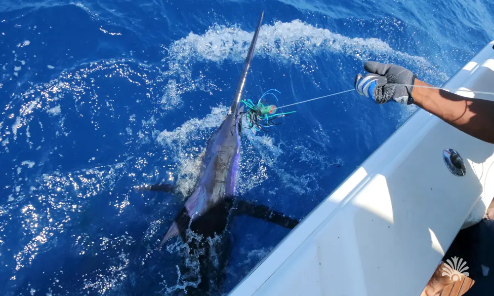Destino-Los-Cabos-magazine_blog_Bisbee's Los Cabos Offshore 2025_ Precision, Persistence, and a 432-Pound Victory 03