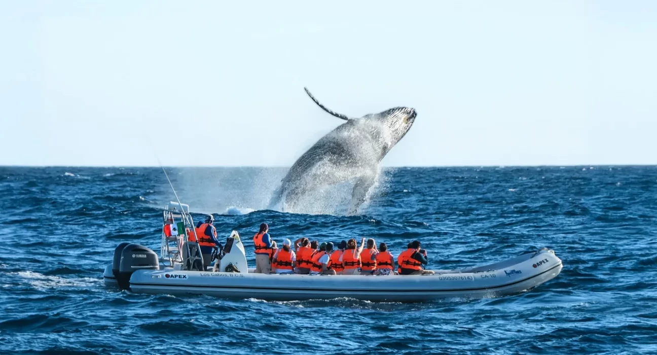 Destino-Los-Cabos-magazine_blog_Respect the Whales_A Conversation with Cabo Adventures' Beth Koopmann 01
