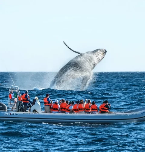 Destino-Los-Cabos-magazine_blog_Respect the Whales_A Conversation with Cabo Adventures' Beth Koopmann 01