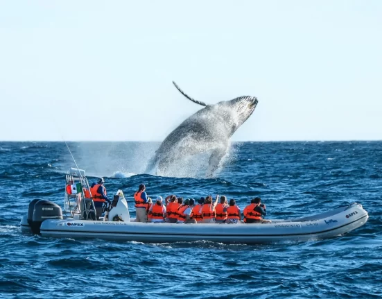 Destino-Los-Cabos-magazine_blog_Respect the Whales_A Conversation with Cabo Adventures' Beth Koopmann 01