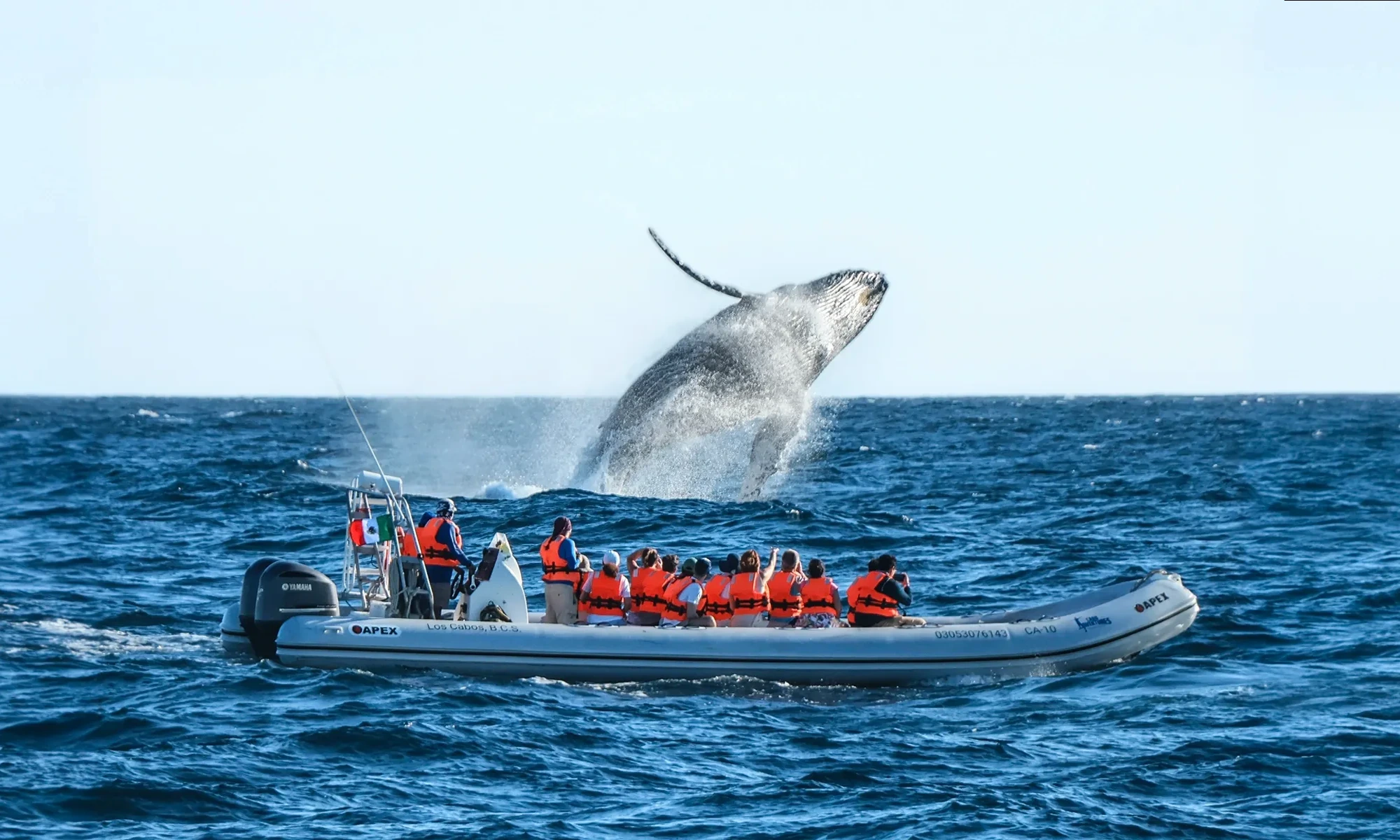 Destino-Los-Cabos-magazine_blog_Respect the Whales_A Conversation with Cabo Adventures' Beth Koopmann 01