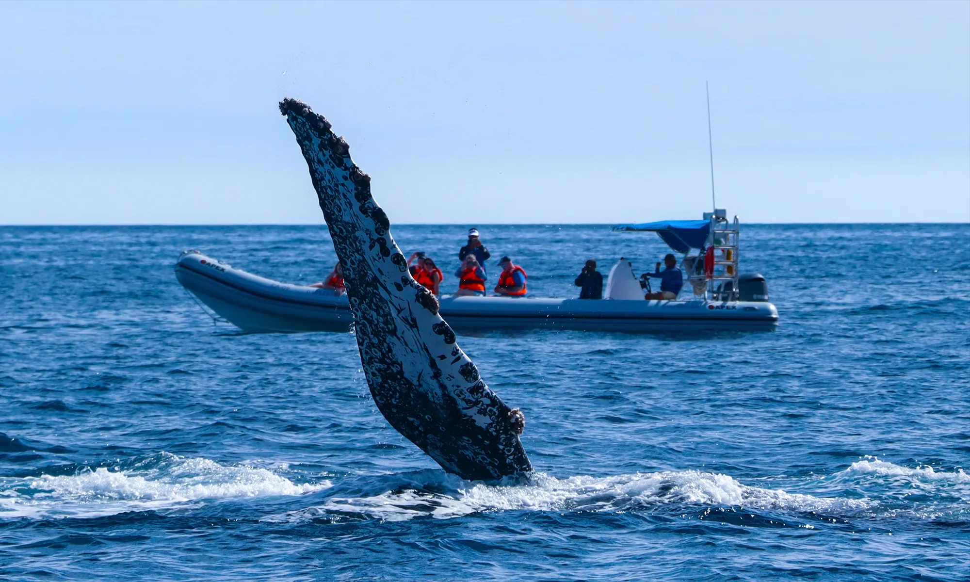 Destino-Los-Cabos-magazine_blog_Respect the Whales_A Conversation with Cabo Adventures' Beth Koopmann 02