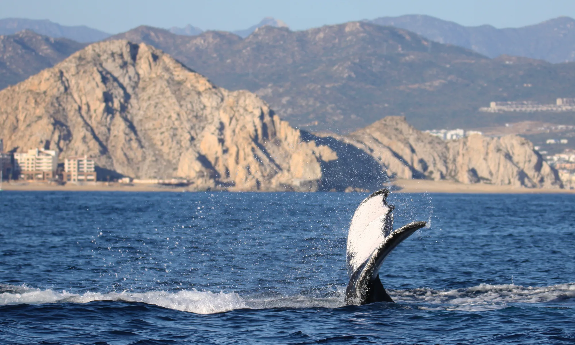 Destino-Los-Cabos-magazine_blog_Respect the Whales_A Conversation with Cabo Adventures' Beth Koopmann 03
