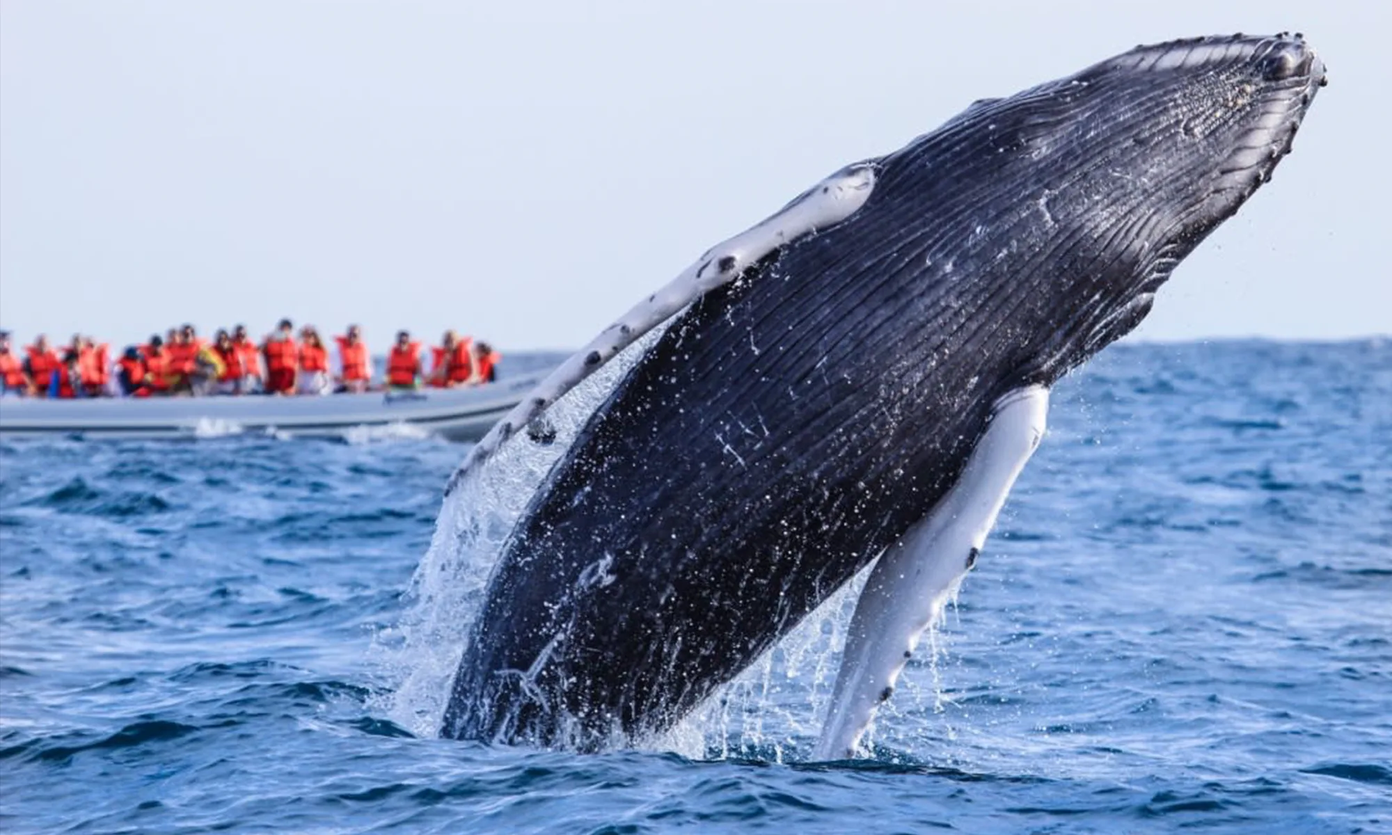Destino-Los-Cabos-magazine_blog_Respect the Whales_A Conversation with Cabo Adventures' Beth Koopmann 04