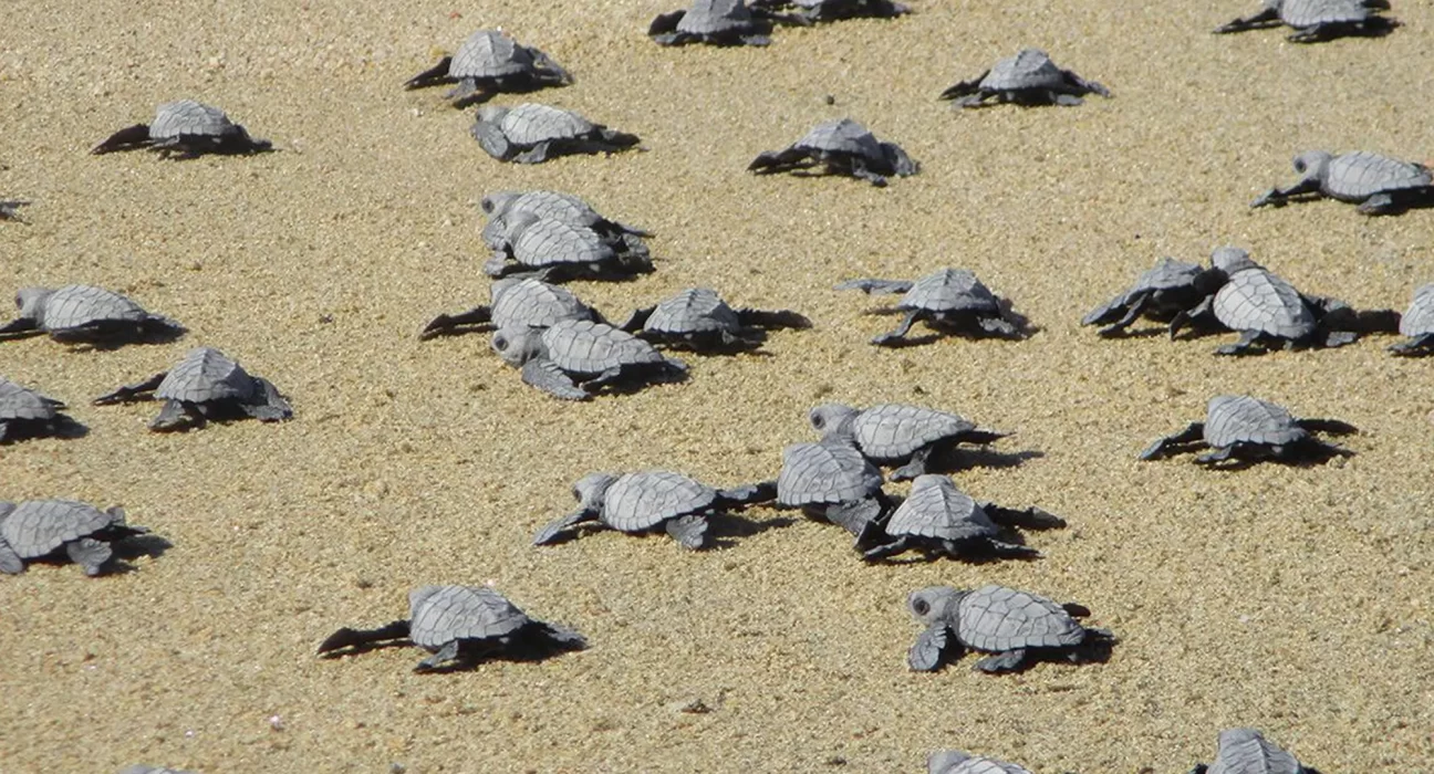 Destino-Los-Cabos-magazine_blog_Turtle Release Season in Baja California Sur 01