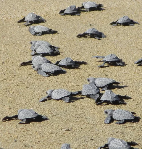 Destino-Los-Cabos-magazine_blog_Turtle Release Season in Baja California Sur 01