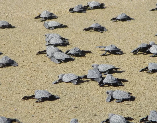 Destino-Los-Cabos-magazine_blog_Turtle Release Season in Baja California Sur 01