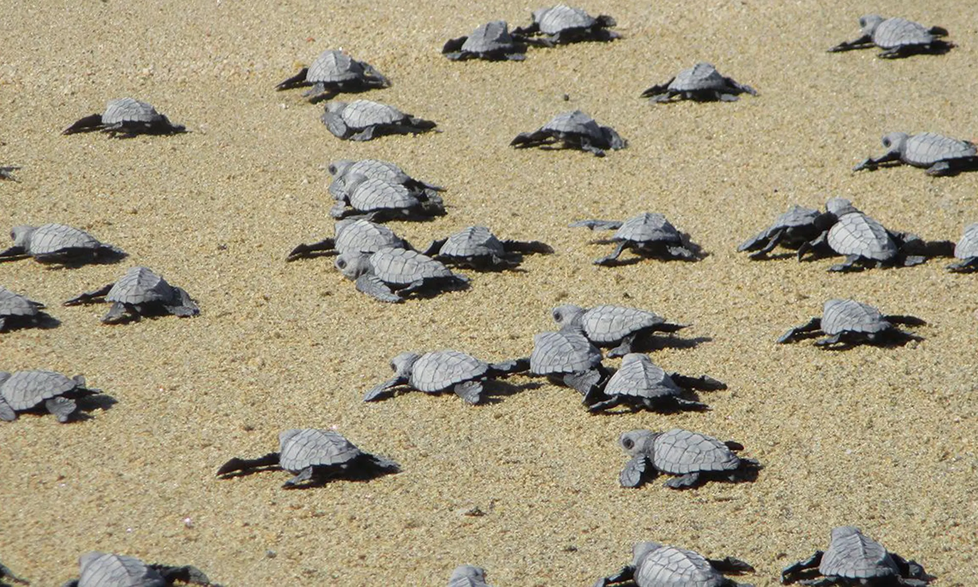 Destino-Los-Cabos-magazine_blog_Turtle Release Season in Baja California Sur 01