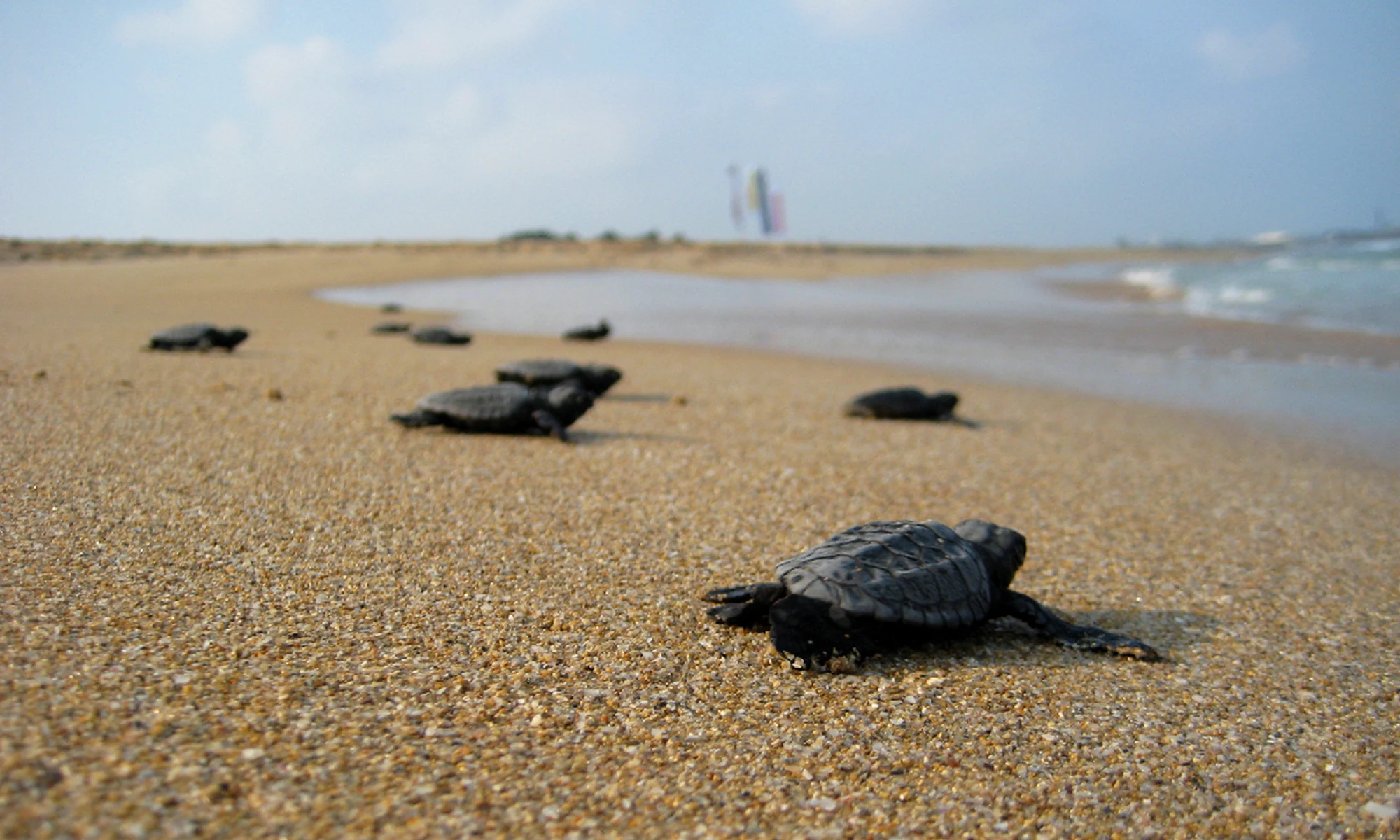 Destino-Los-Cabos-magazine_blog_Turtle Release Season in Baja California Sur 02