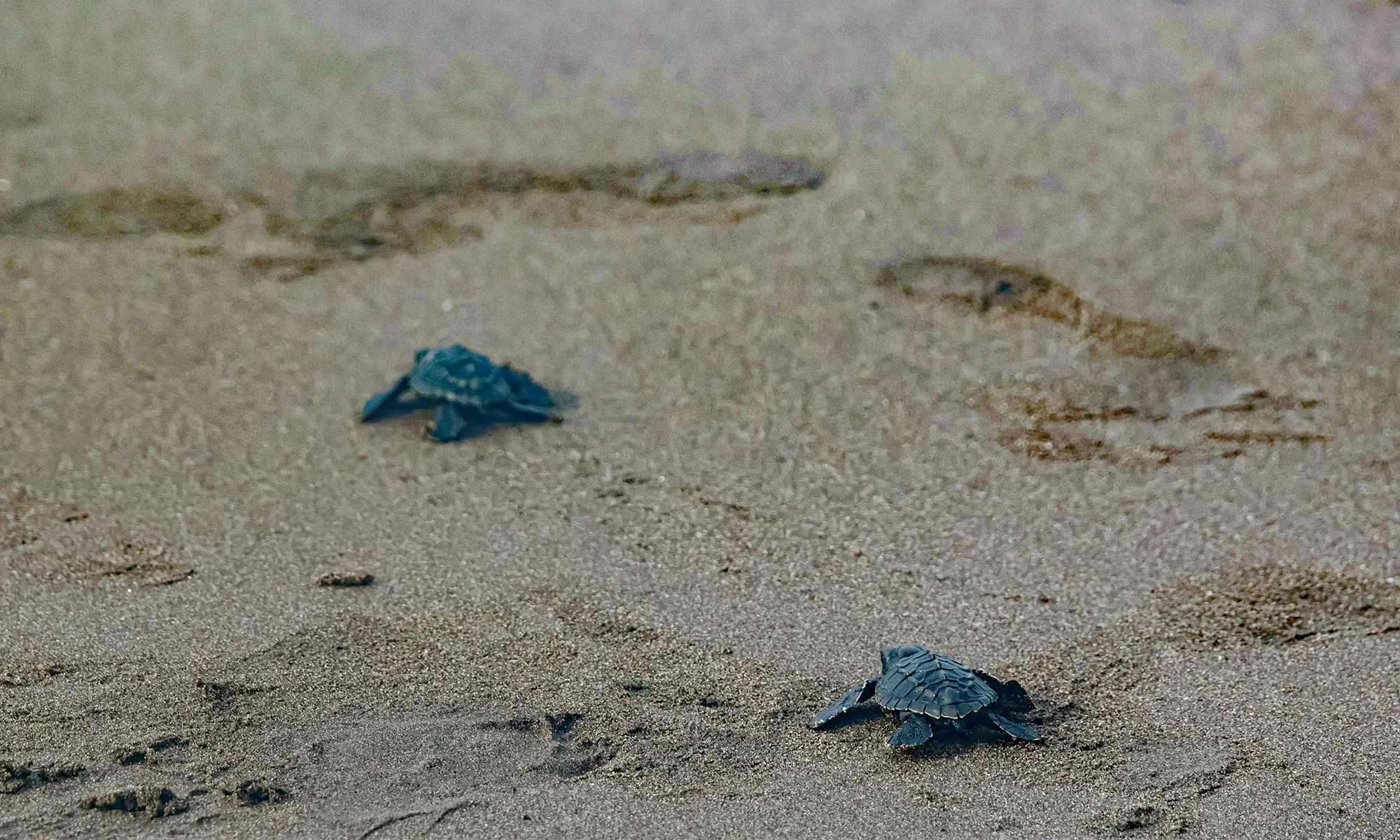 Destino-Los-Cabos-magazine_blog_Turtle Release Season in Baja California Sur 03