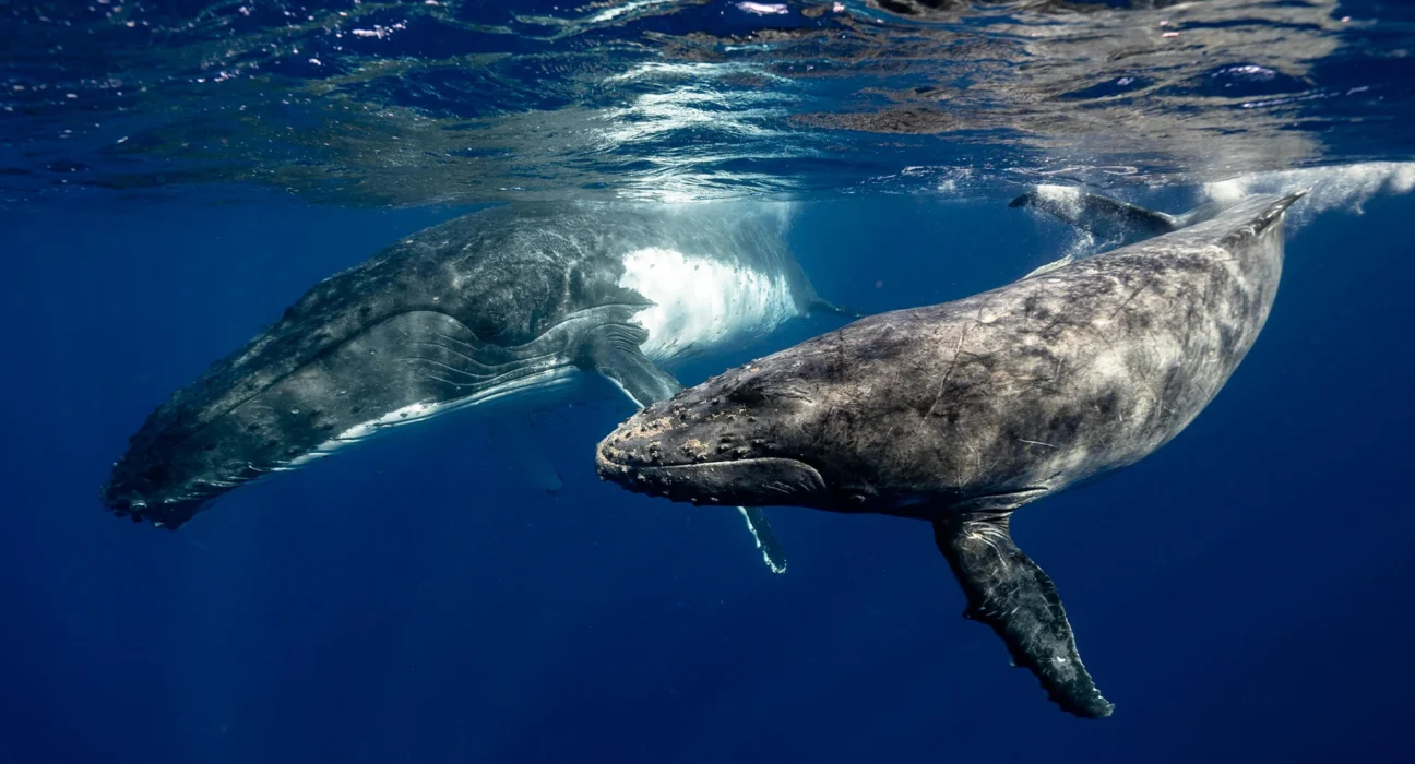 Destino-Los-Cabos-magazine_blog_Baja California Sur Named Best Wildlife Destination of 2025 by Matador Network 01