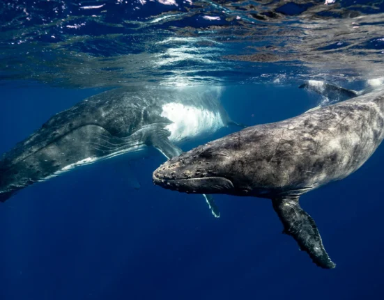 Destino-Los-Cabos-magazine_blog_Baja California Sur Named Best Wildlife Destination of 2025 by Matador Network 01