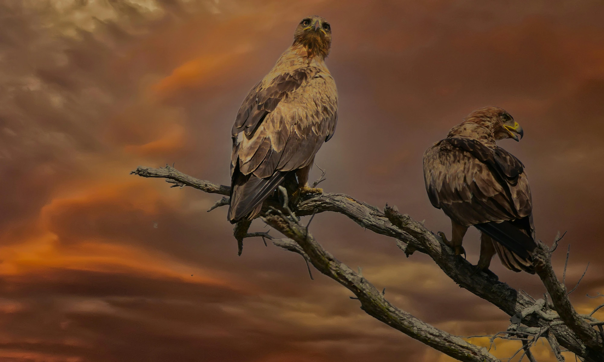 Destino-Los-Cabos-magazine_blog_Baja California Sur Named Best Wildlife Destination of 2025 by Matador Network 02