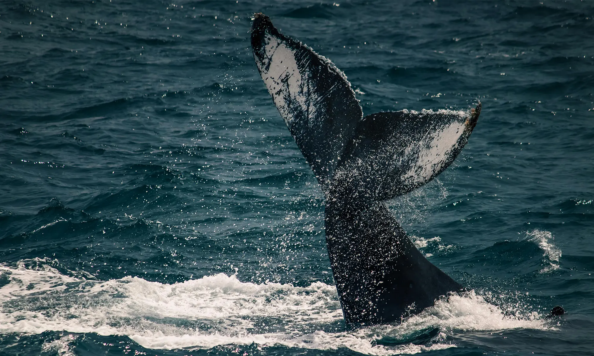 Destino-Los-Cabos-magazine_blog_Baja California Sur Named Best Wildlife Destination of 2025 by Matador Network 03