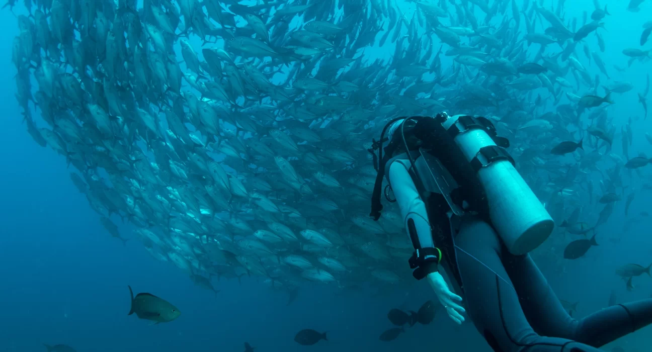 Destino-Los-Cabos-magazine_blog_Cabo Pulmo_A Day Underwater in a Living Laboratory 01