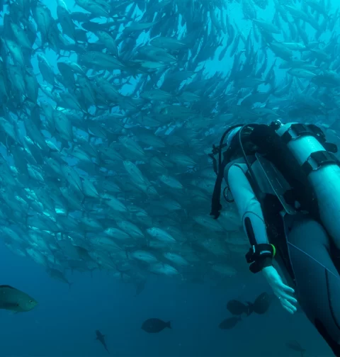 Destino-Los-Cabos-magazine_blog_Cabo Pulmo_A Day Underwater in a Living Laboratory 01