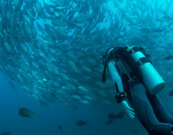 Destino-Los-Cabos-magazine_blog_Cabo Pulmo_A Day Underwater in a Living Laboratory 01