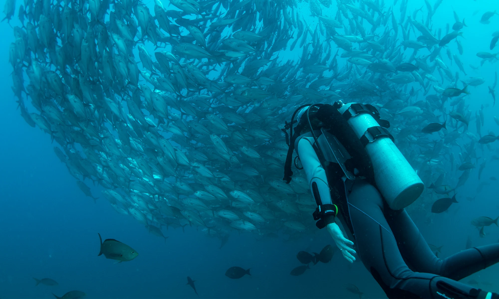 Destino-Los-Cabos-magazine_blog_Cabo Pulmo_A Day Underwater in a Living Laboratory 01